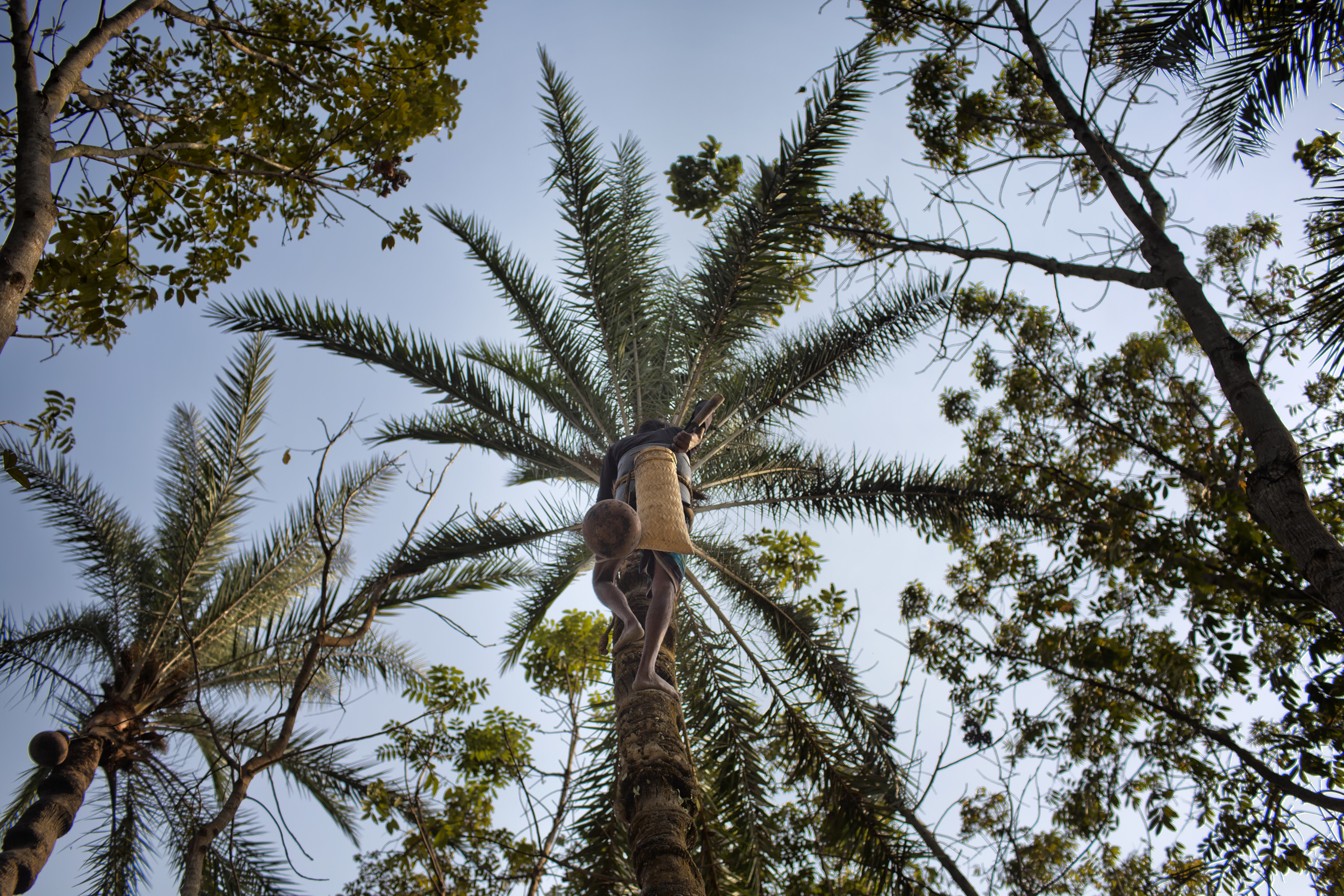 A gachhi scales a date palm tree to collect the tree's sap, a local delicacy.