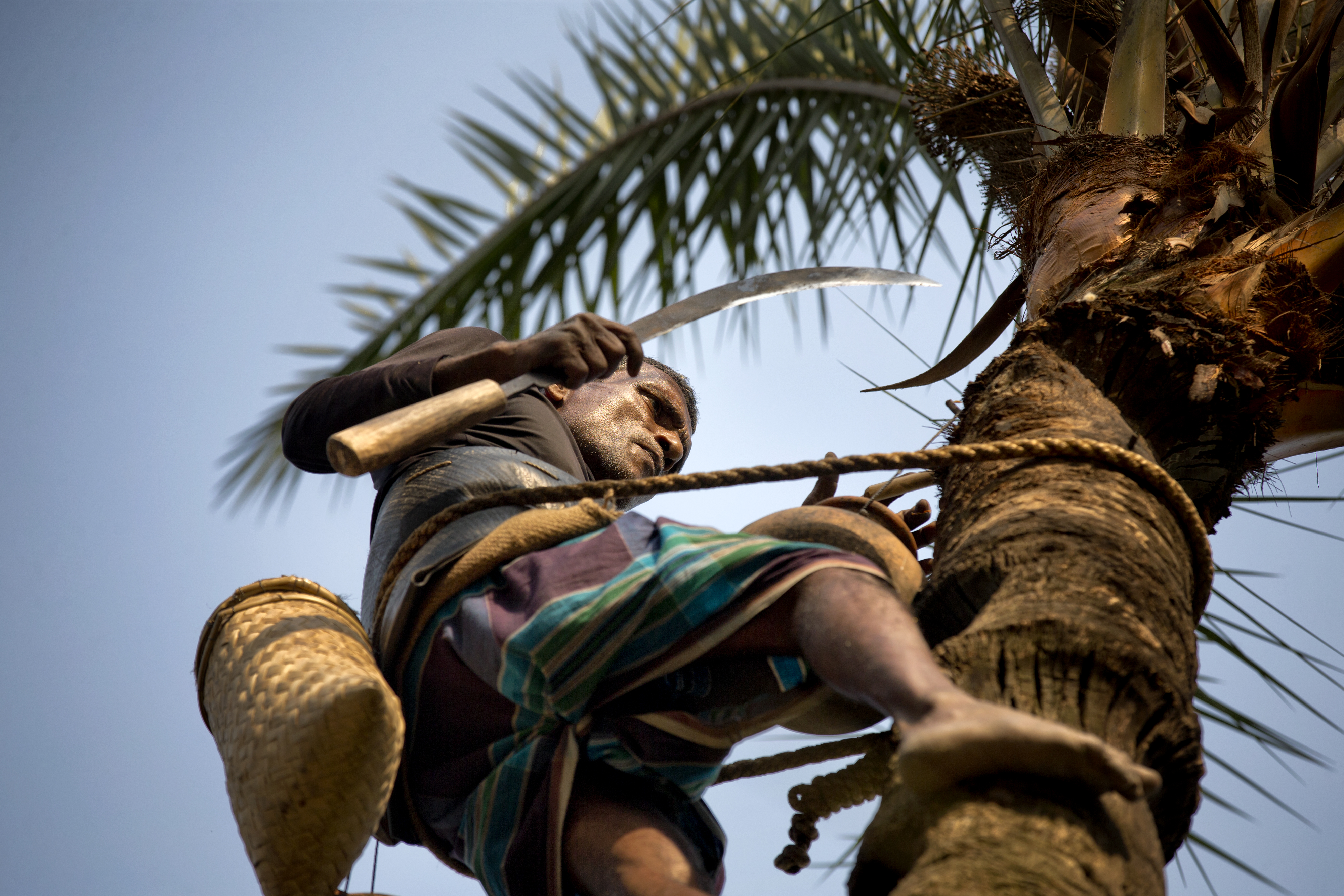 Each day during the winter, Bangladesh's gachhis climb date palm trees, carve away a layer of bark, and collect the thin, sweet sap that oozes from the tree.