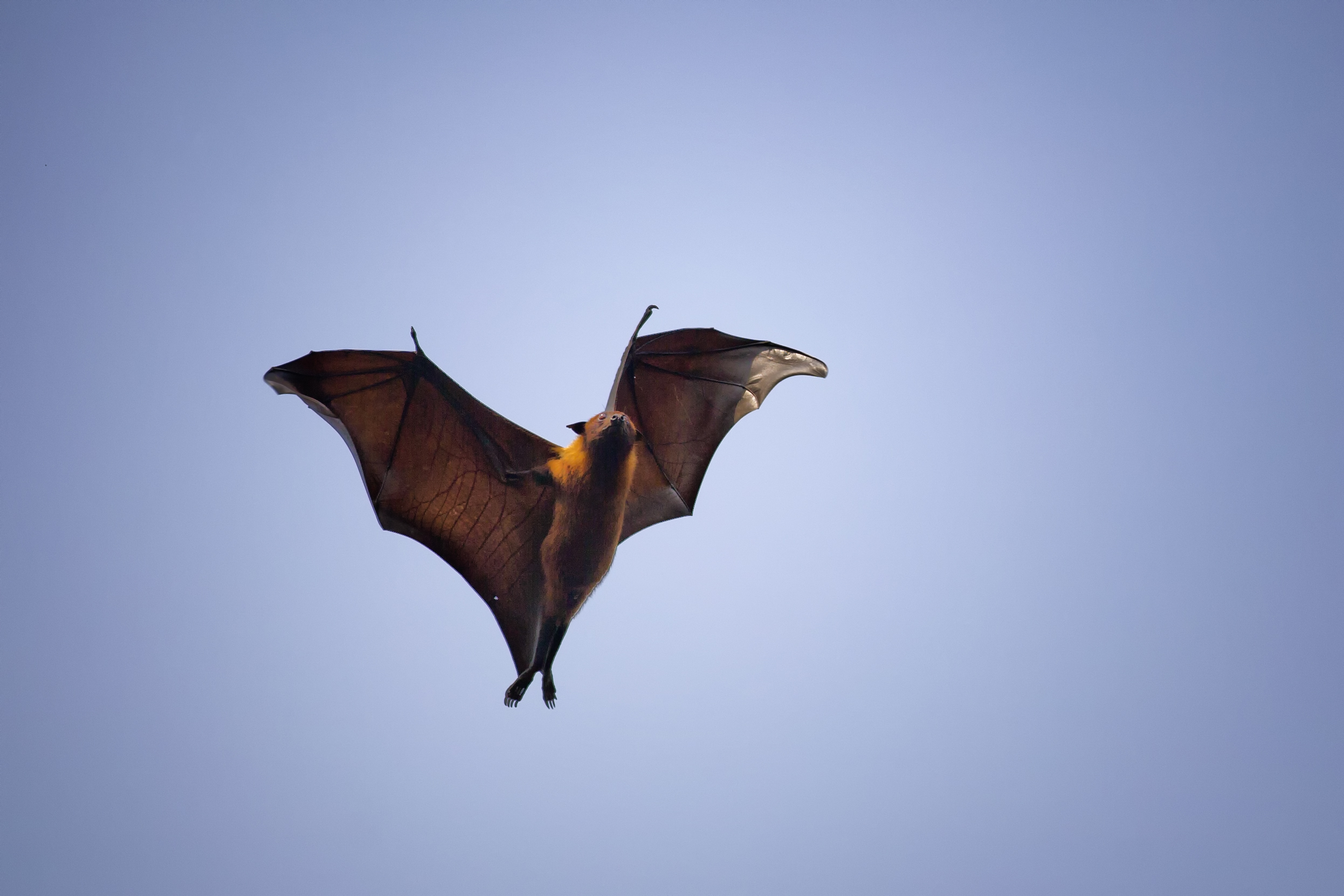 An Indian flying fox passes over a village near northern Bangladesh's Rangpur City looking for an unoccupied spot to roost for the day.