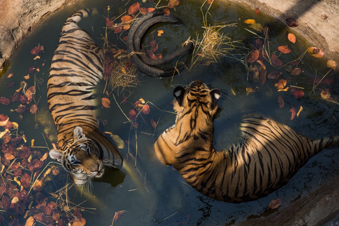 Kanchanaburi, Thailand: Two tigers cool off at Wat Pha Luang Ta Bua Yannasampanno, a Buddhist temple that once doubled as a wildlife refuge. Thai authorities later removed the tigers after allegations of wildlife trafficking.