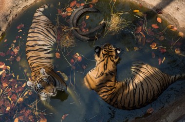 Kanchanaburi, Thailand: Two tigers cool off at Wat Pha Luang Ta Bua Yannasampanno, a Buddhist temple that once doubled as a wildlife refuge. Thai authorities later removed the tigers after allegations of wildlife trafficking.