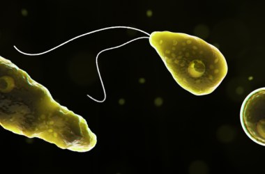 Computer-generated representation of the amoeba Naegleria fowleri, which causes deadly brain infections.