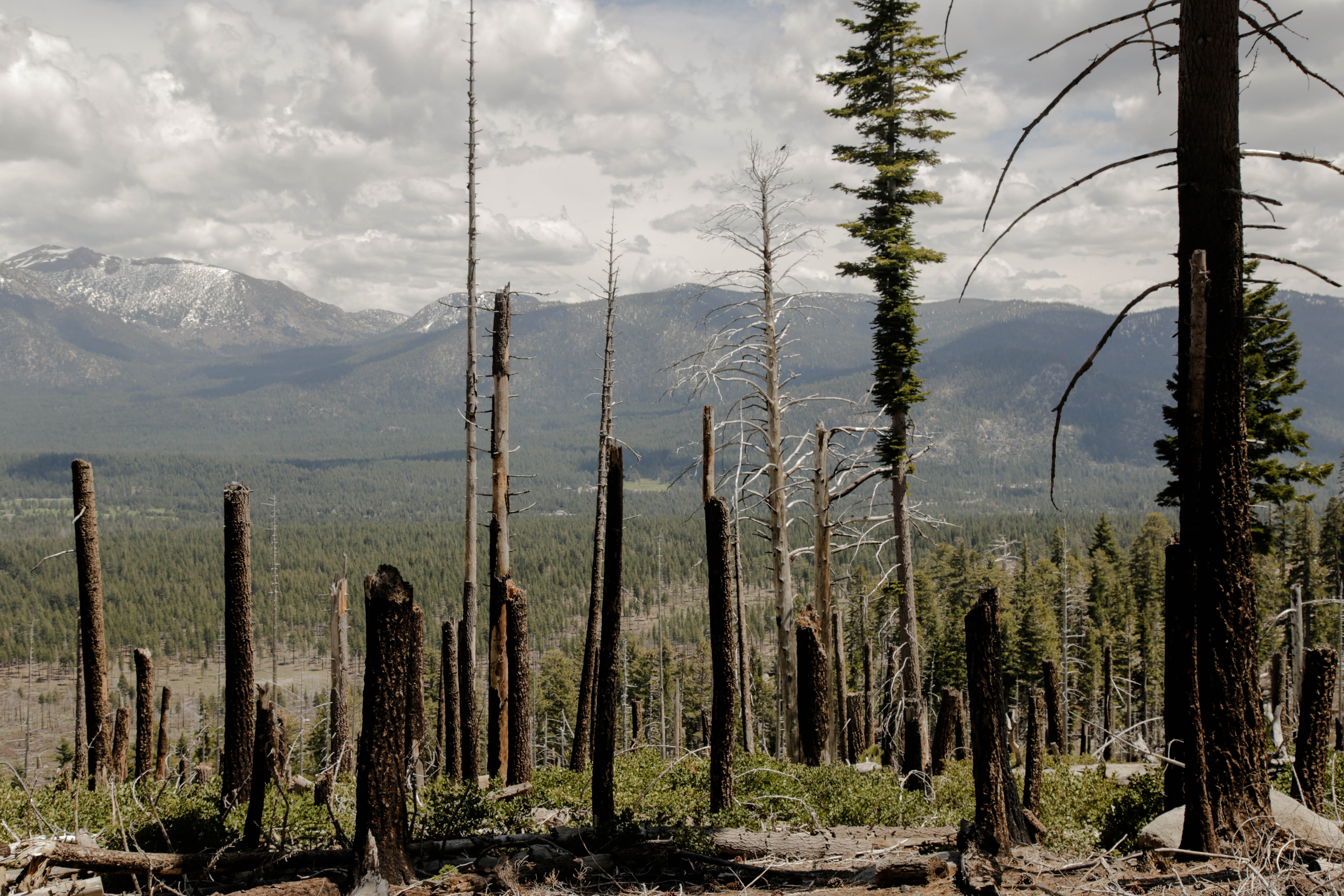 Charred trees stand where the 2007 Angora Fire scorched 3,100 acres and destroyed 254 homes near South Lake Tahoe, California.