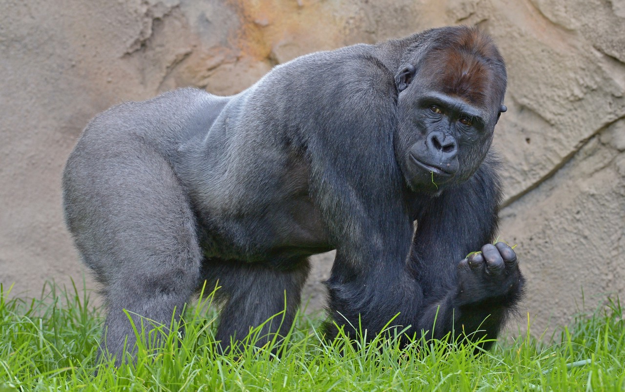 The Weirdness of Zoo Gorillas The Weirdness of Zoo Gorillas