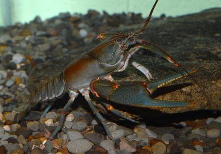 Big Sandy crayfish.