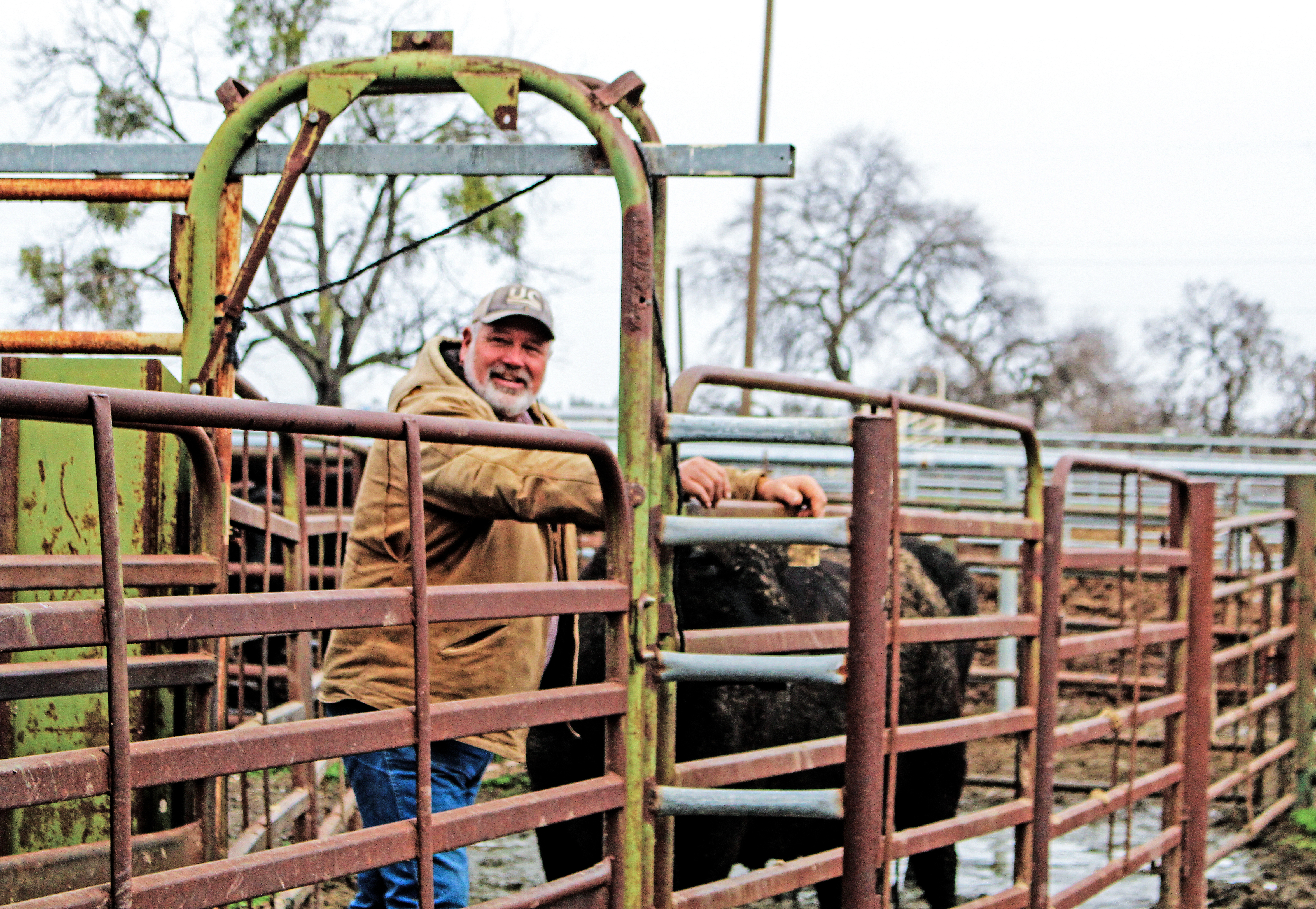 Don Harper, the Beef Barn's natural resource manager, prepares the lab's 18 cows for pregnancy checks.