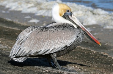 A Brown Pelican in Florida.