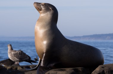 A California sea lion.