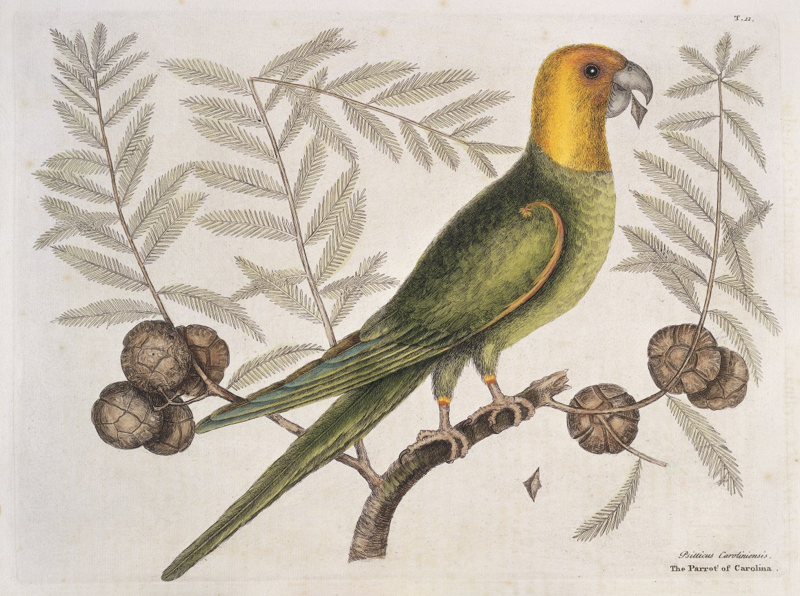 Engraving of a Carolina parakeet on Cypress tree, 1731.