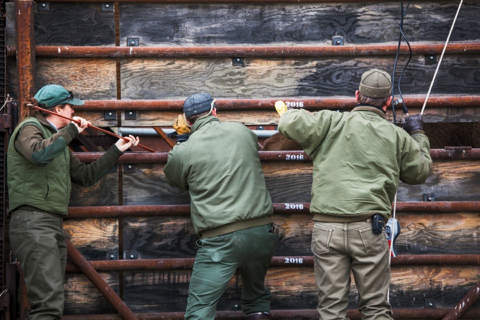 Angie Stewart (left) and Doug Blanton (right), Yellowstone park biologists, and Kevin Dooley, a park ranger, use prods to force bison toward a trailer for transport to a slaughter facility.