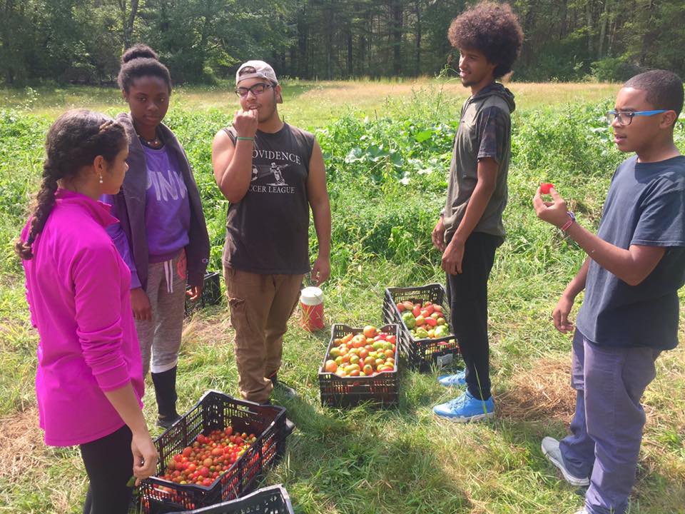 Youth members of the Community Environmental College from the Environmental Justice League of Rhode Island help with Global Village Farms harvest.