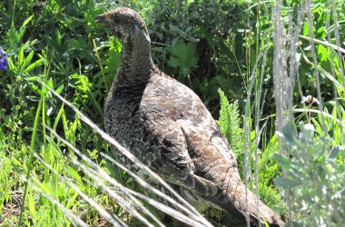 A female sage grouse.