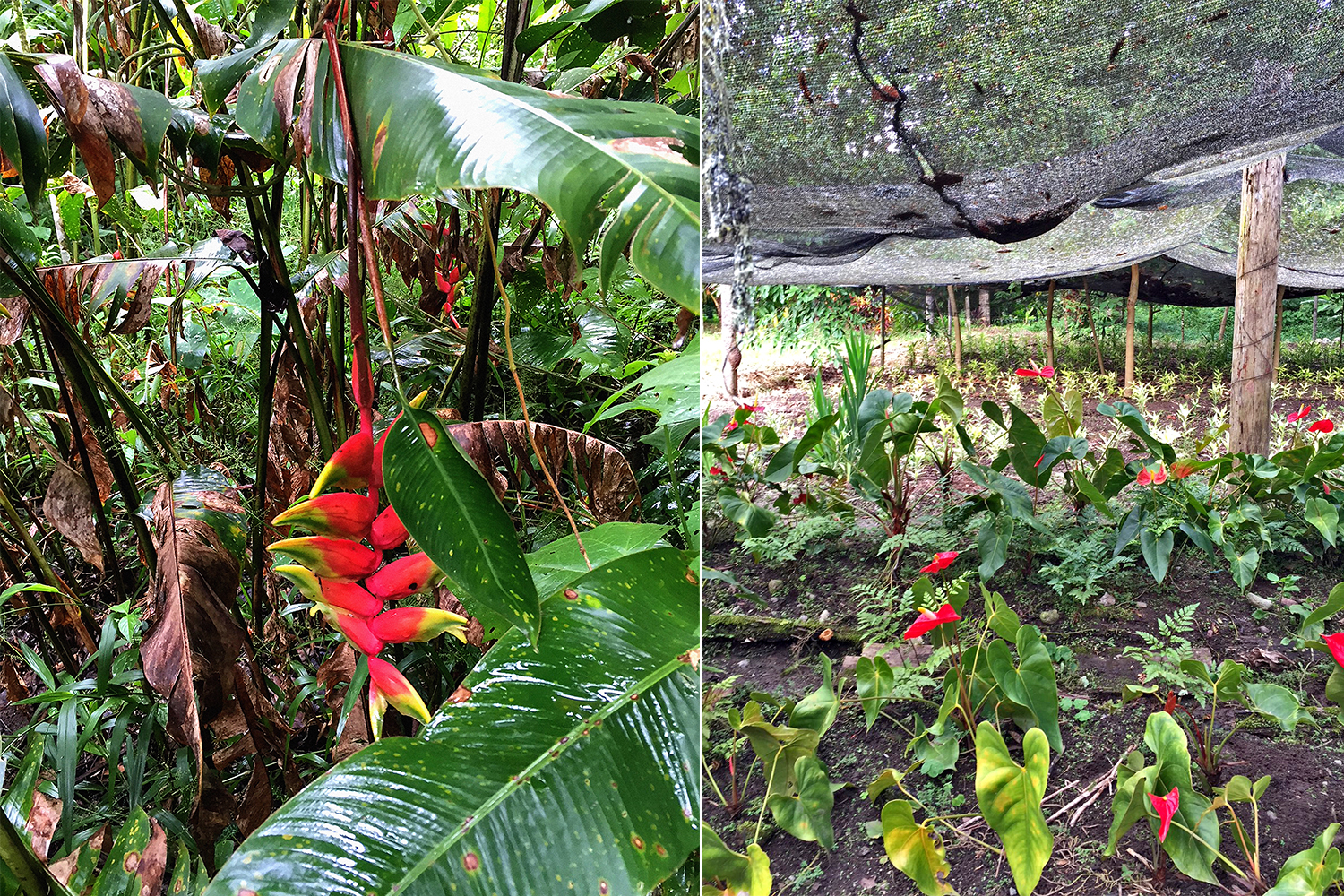 Left: Vegetation surrounding Señor Rogelio's house in San Ramón. | Right: The Aprodes field site in San Ramón.