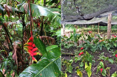 Left: Vegetation surrounding Señor Rogelio's house in San Ramón. | Right: The Aprodes field site in San Ramón.