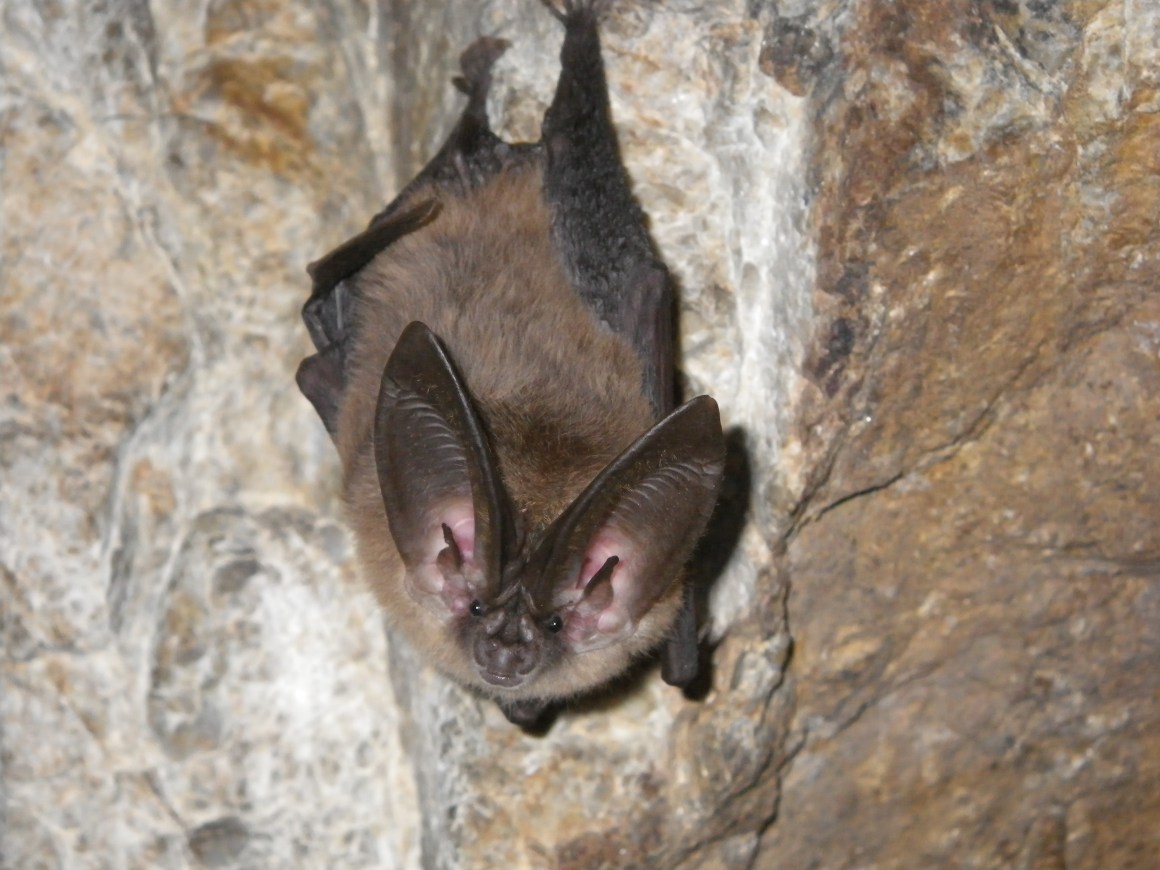 A Townsend's big-eared bat.