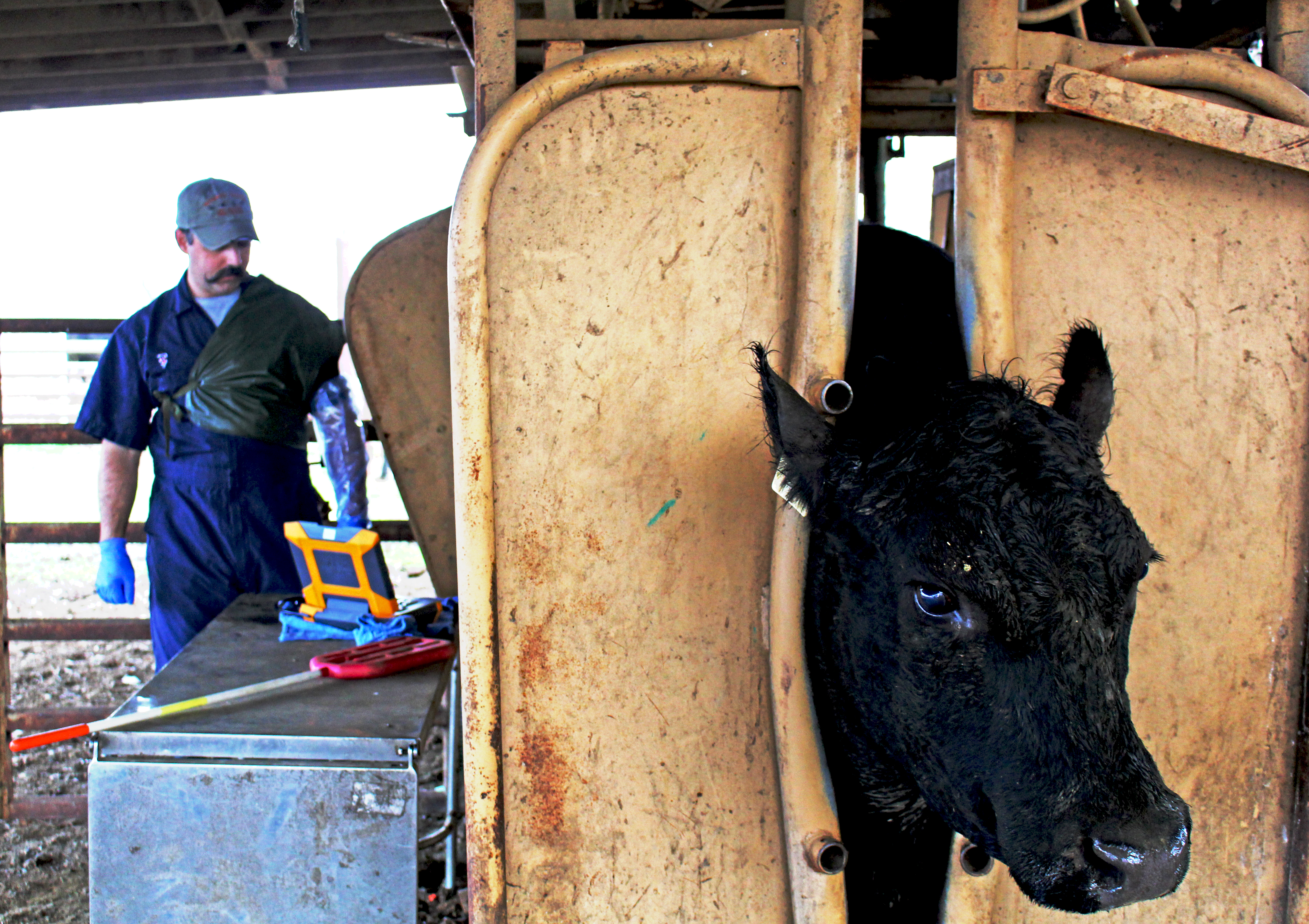 Veterinarian Bret McNabb prepares to pregnancy-check a cow that's (hopefully) carrying an edited embryo. The process involves sticking an ultrasound probe through the rectum to the cervix.