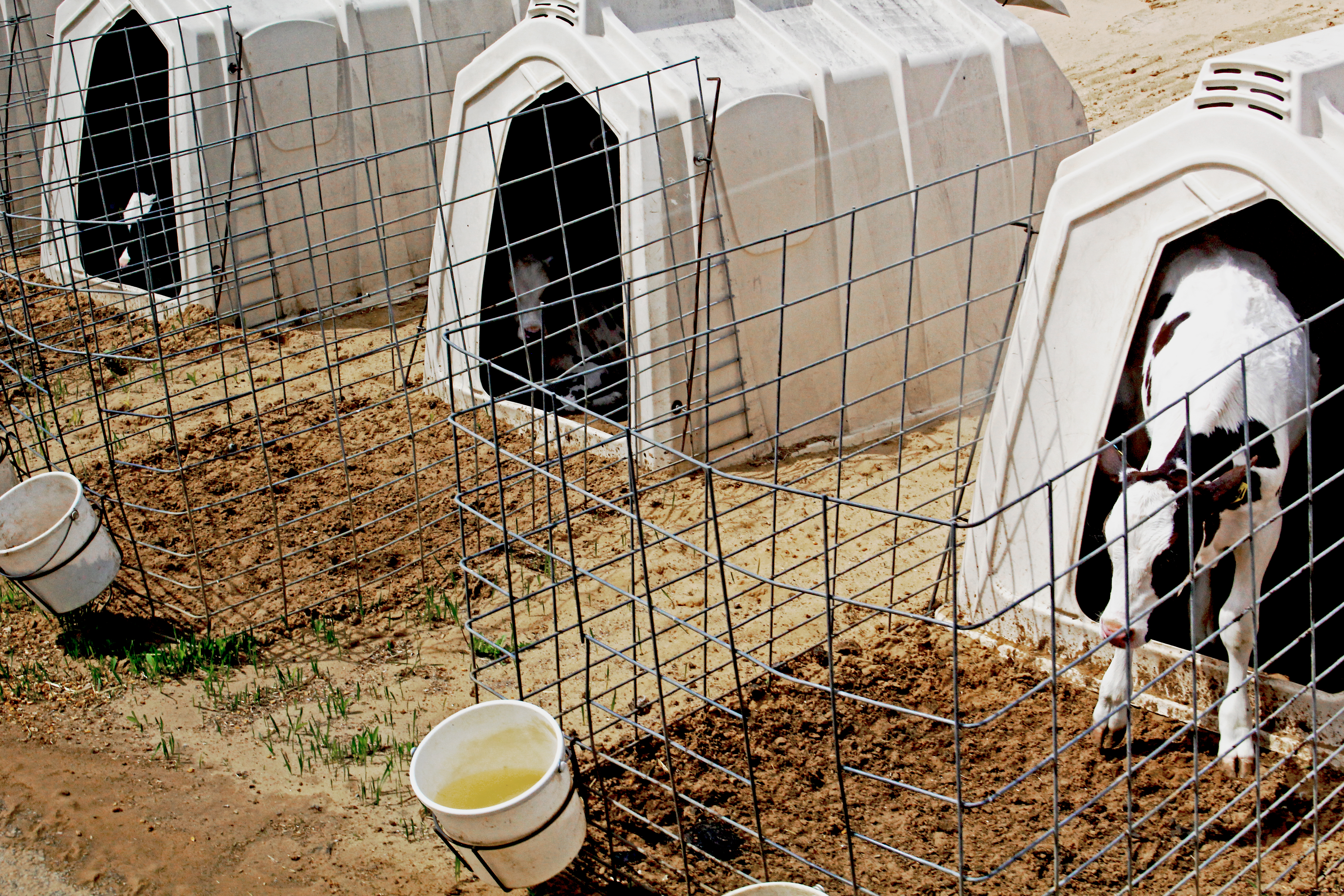 Fair Oaks' calves stay on straw beds inside calf hutches until they're around 12 weeks old.