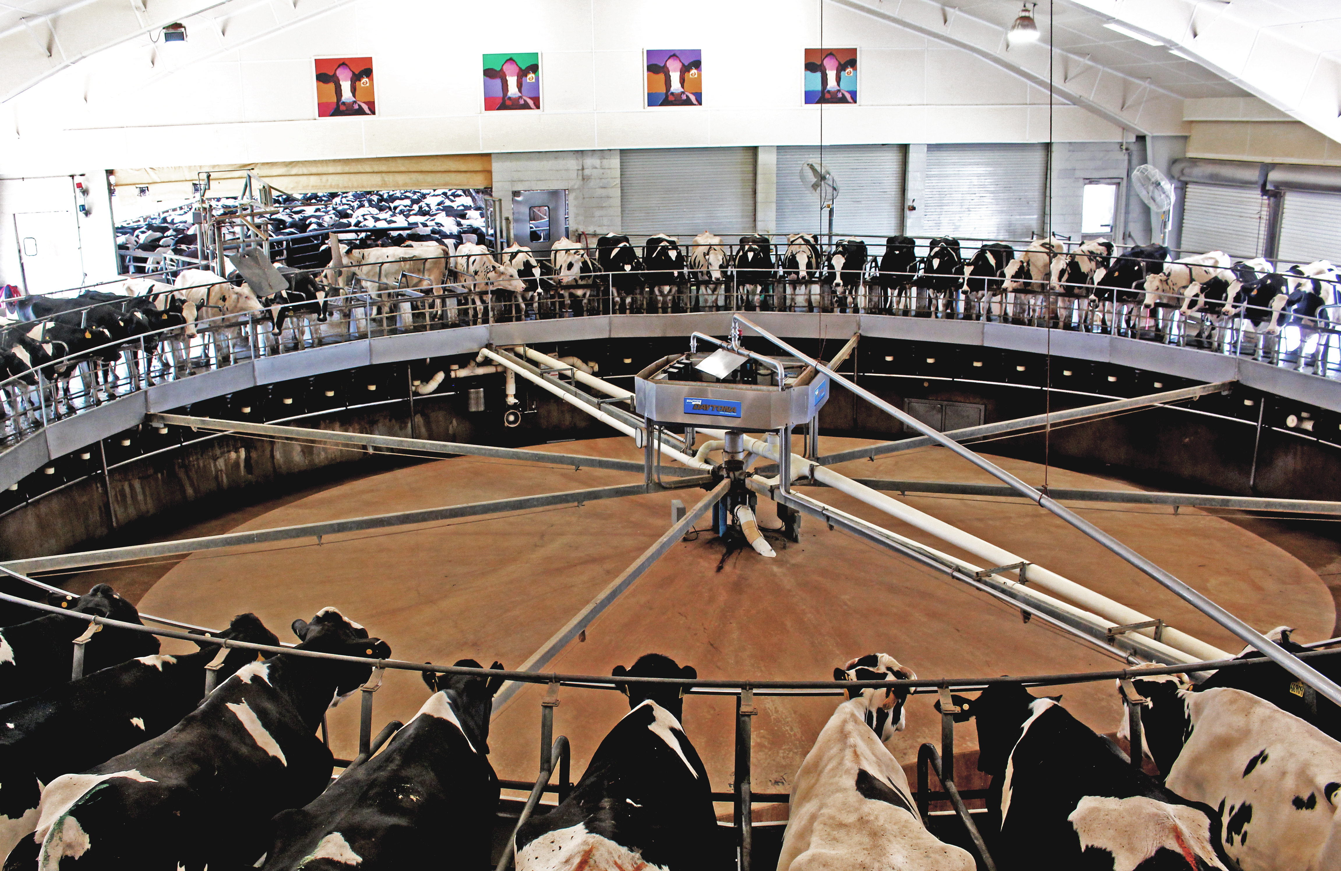 Cows take a spin on the 72-cow rotary inside the milking parlor, where they're milked three times a day.