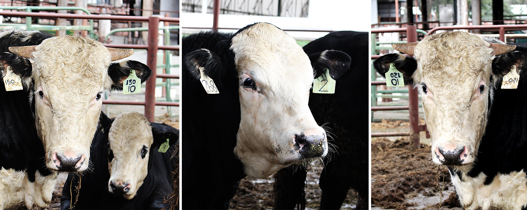 Five unnamed bulls and their only sister, Princess—the second generation of an earlier project—idle in the feedlot. 