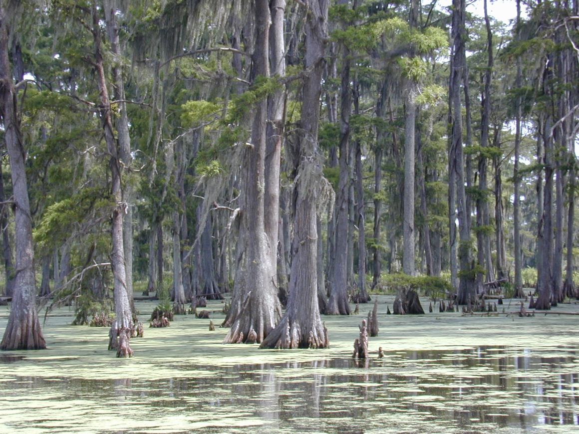 A swamp in southern Louisiana.