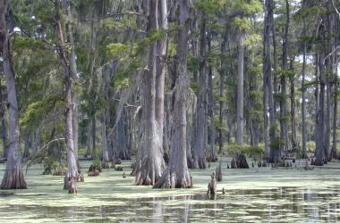 A swamp in southern Louisiana.