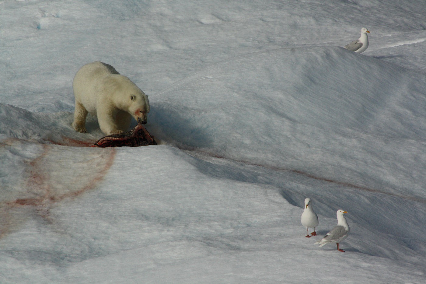 Easily the highlight of the trip, for me, was the two hours we spent watching, from the ship, while this guy gnawed on a freshly killed seal. I’ll never forget the sound his claws made when he scraped his paws on the ice to clean off the accumulated gore.