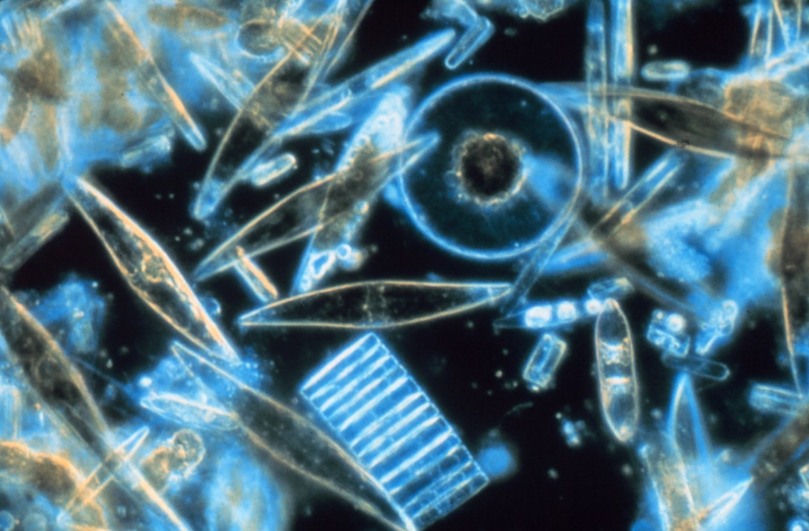 Diatoms are one of the most common types of phytoplankton.