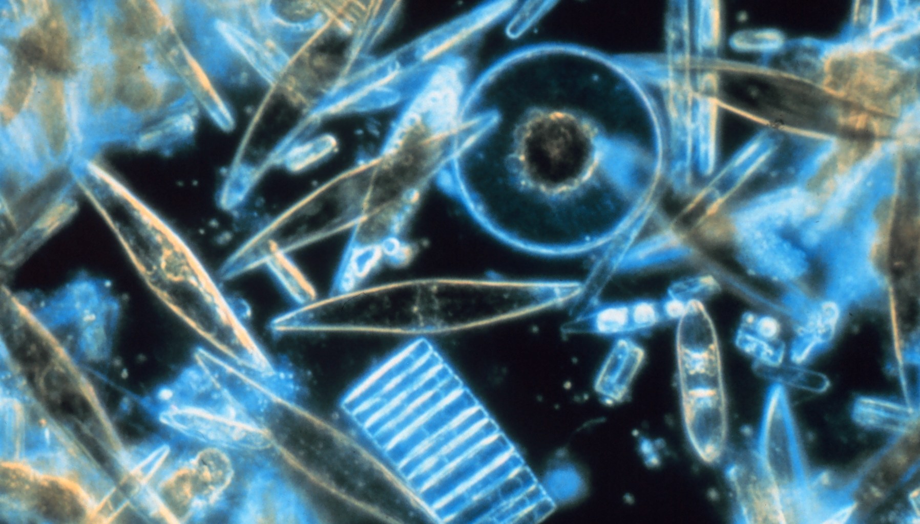 Diatoms are one of the most common types of phytoplankton.
