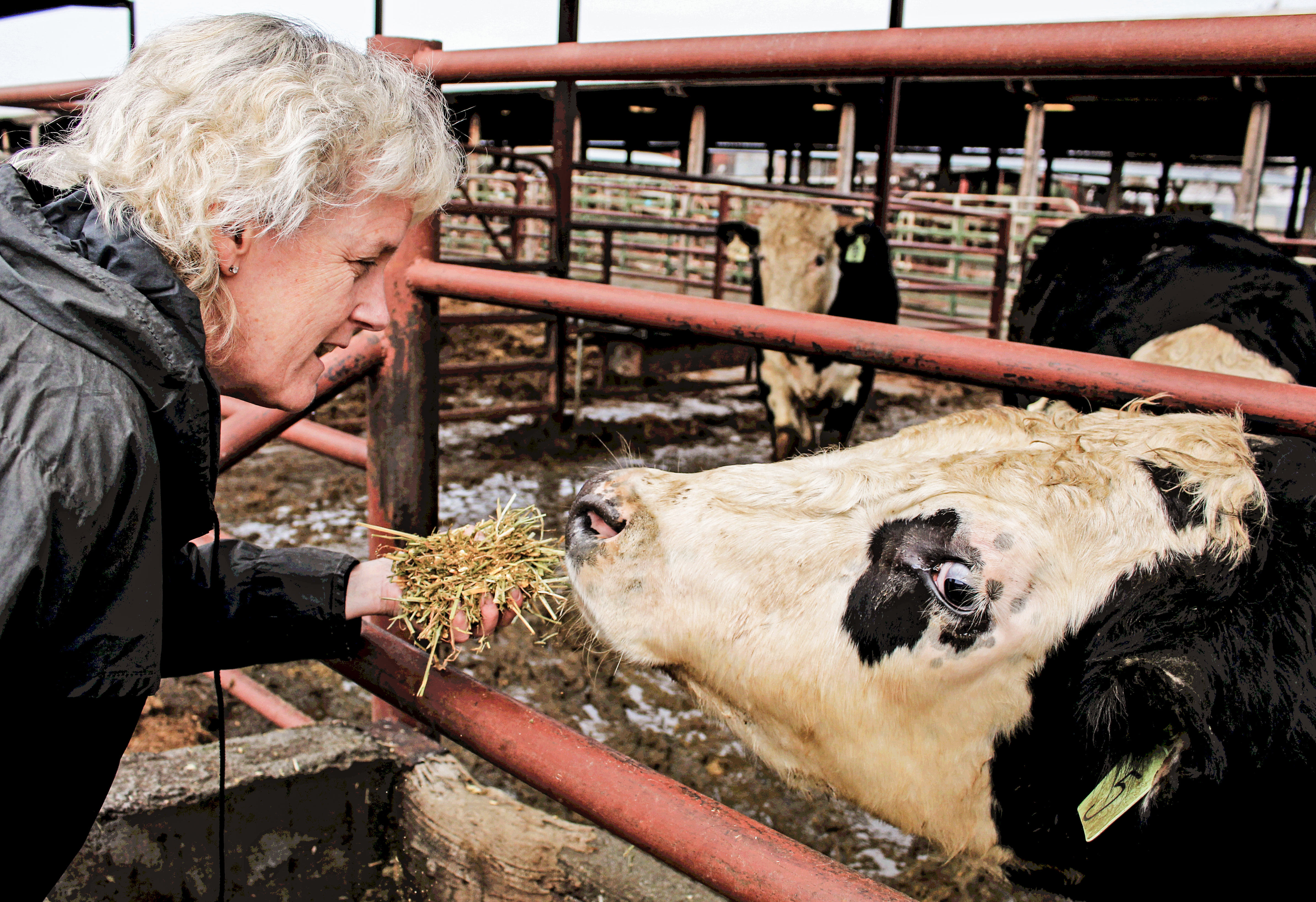 Alison Van Eenennaam feeds the offspring of one of her gene-edited cows in the UC–Davis feedlot. The lab worked with the start-up Recombinetics to introduce a naturally occurring mutation in Angus beef that produces cows with no horns, eliminating the need for the painful process of dehorning dairy cows.