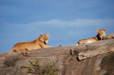 The population of African lions has declined by 43 percent since 1993.