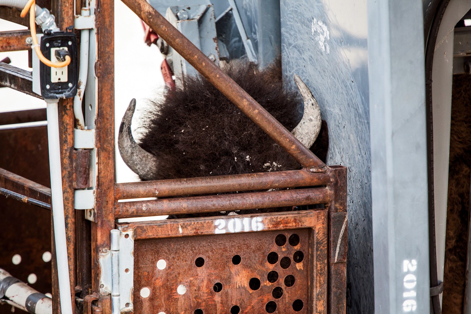 A bison in the squeeze chute at Stephens Creek, where the animal will be weighed and have blood drawn. The testing can only confirm brucellosis exposure, not infection. Some animals may test positive because of the presence of antibodies, an indication that they are developing resistance to the disease.