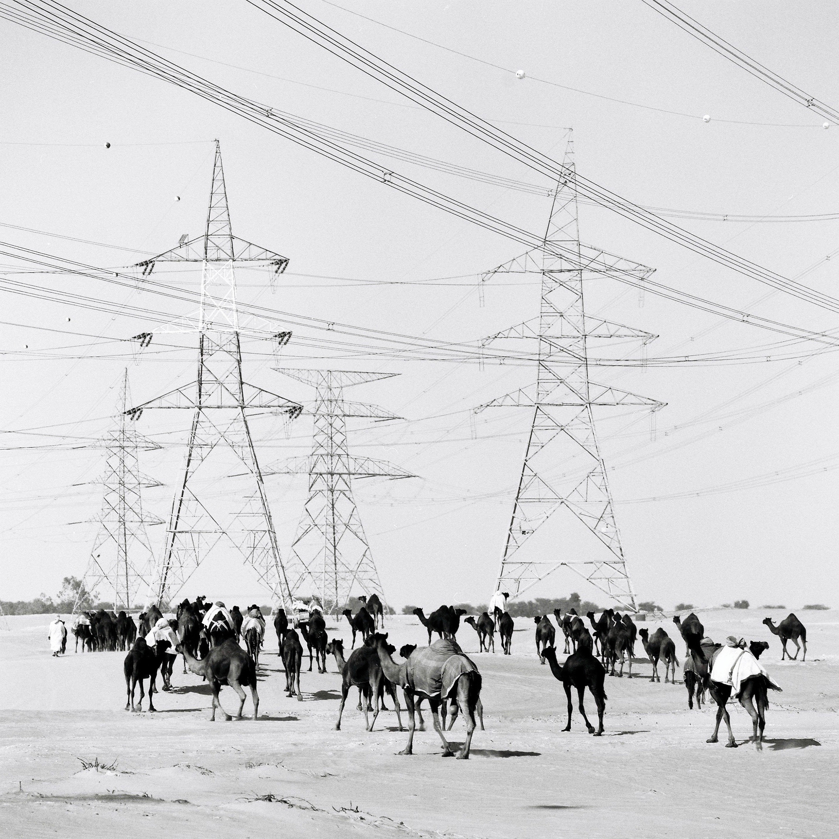 In the rapidly modernizing United Arab Emirates, camels are bought and trained for racing, which has become a multimillion-dollar industry.