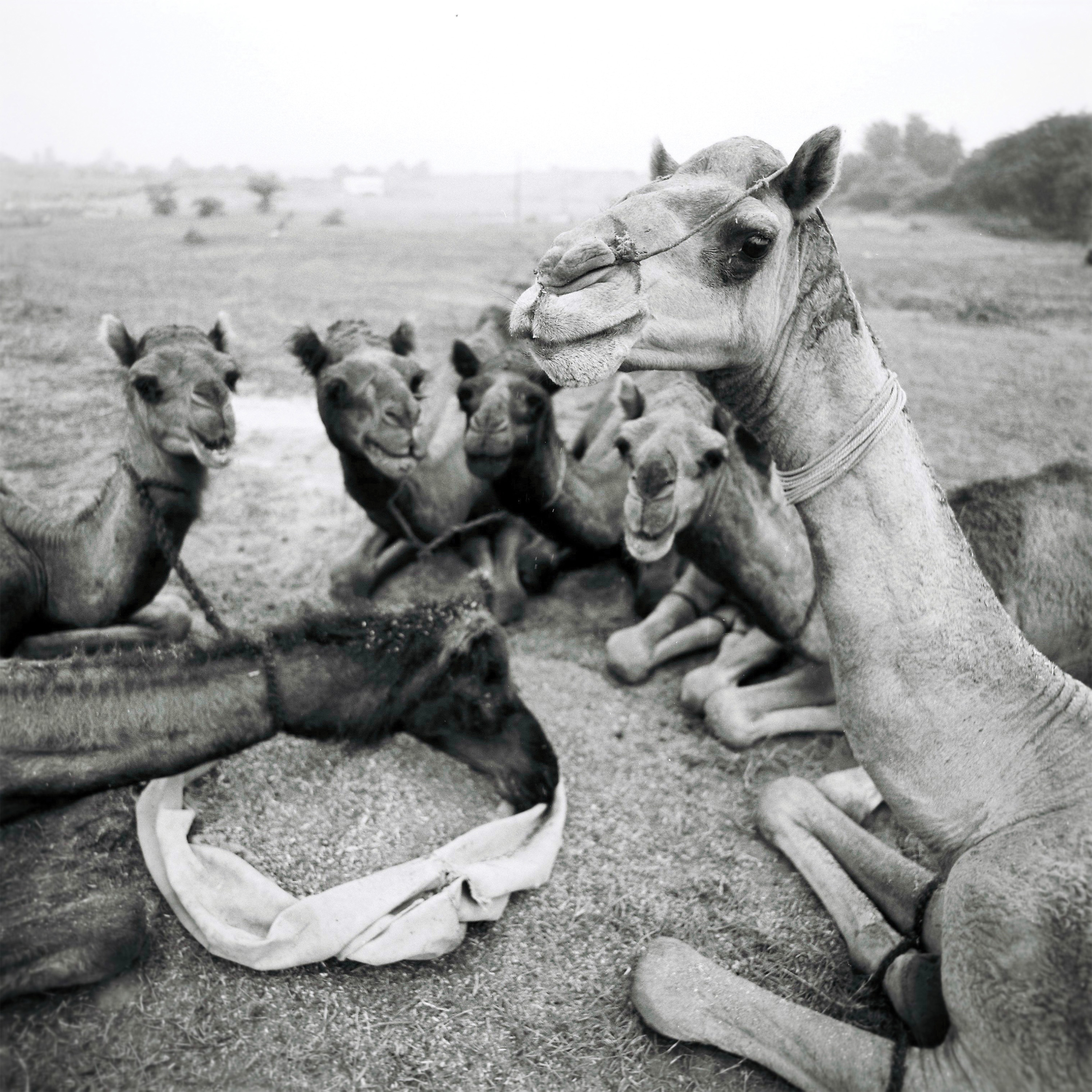 Camels, once bred and traded as a means of transportation in India, are being replaced by affordable cars and trucks.