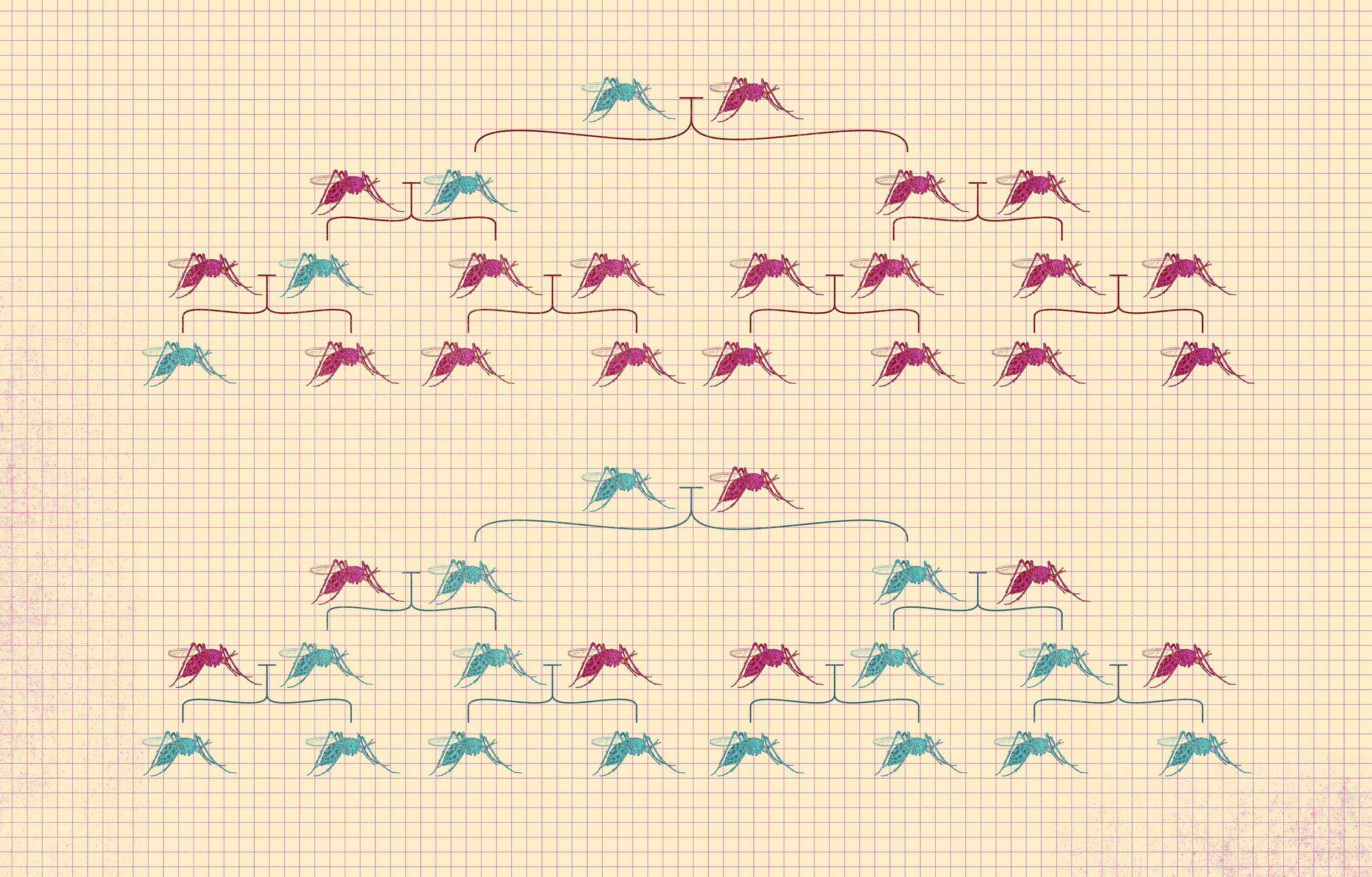 With conventional genetic engineering, there is usually a 50/50 chance of an engineered trait being passed down, but a gene drive can practically guarantee inheritance, allowing an altered gene to spread through a population.