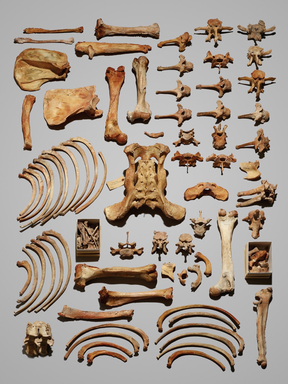 Monarch's bones, Museum of Vertebrate Zoology at the University of California–Berkeley.