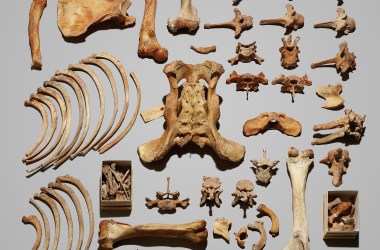 Monarch's bones, Museum of Vertebrate Zoology at the University of California–Berkeley.