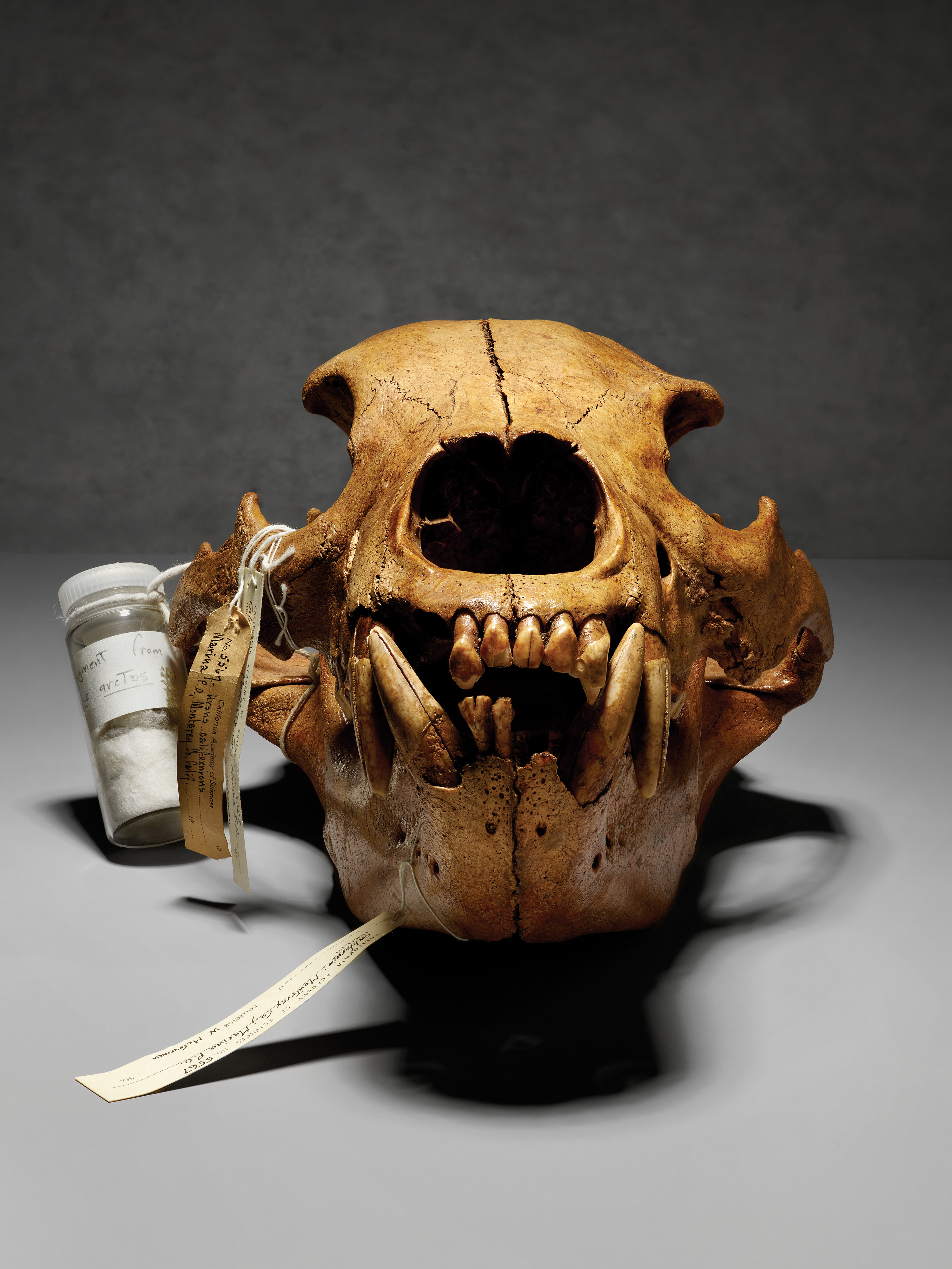 Grizzly skull from the collection at the California Academy of Sciences.