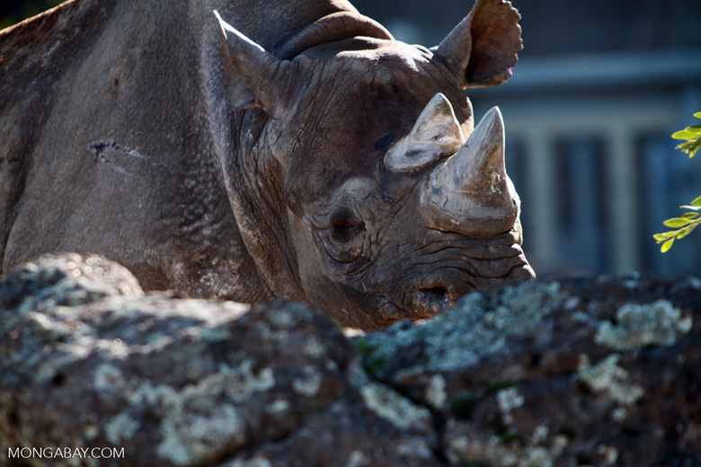 A female black rhino. Poaching and habitat loss caused the species' population to plummet in the 1970s and '80s, and it remains critically endangered.