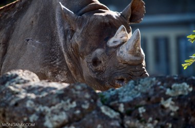 A female black rhino. Poaching and habitat loss caused the species' population to plummet in the 1970s and '80s, and it remains critically endangered.