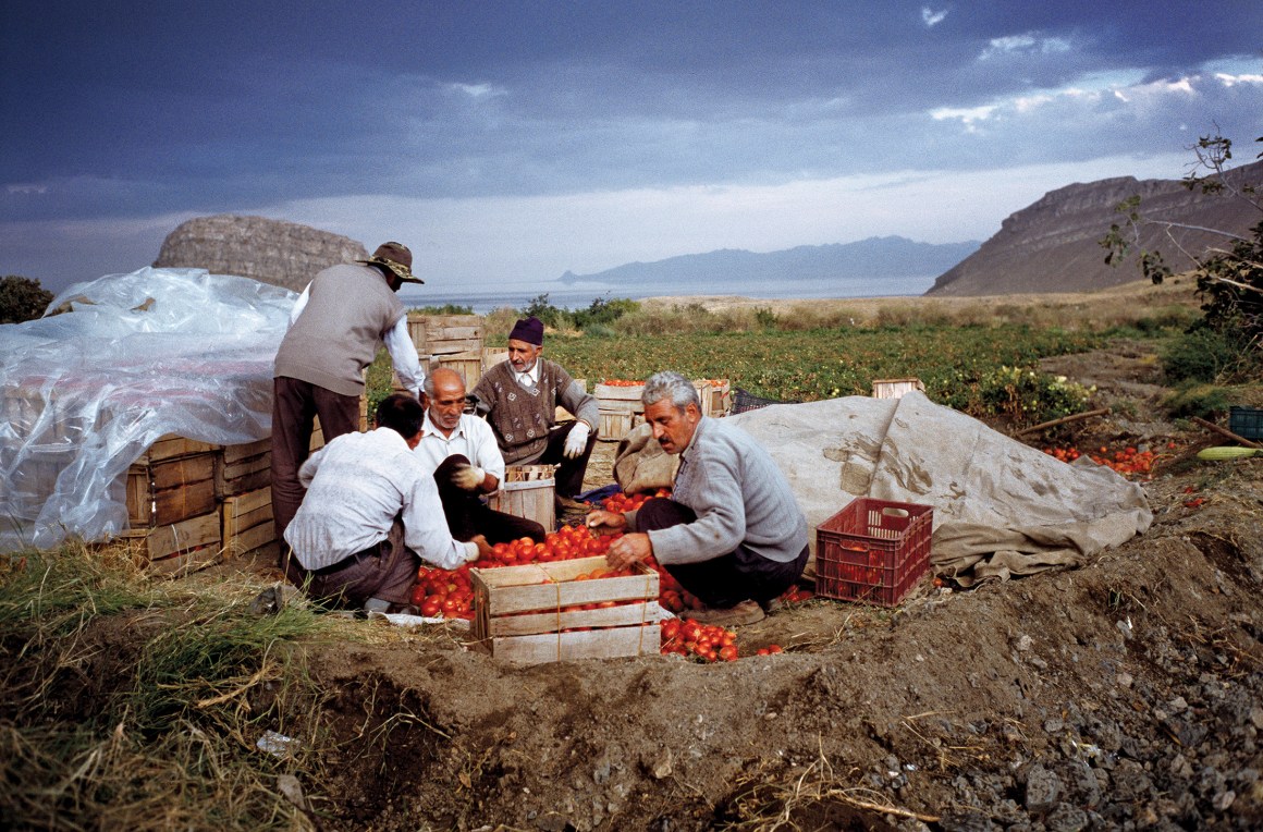 Lake Urmia, Iran: Men harvest tomatoes in the countryside near Lake Urmia, a large salt lake that is rapidly drying out. Scientists believe resulting salt storms will ravage the region's agriculture.