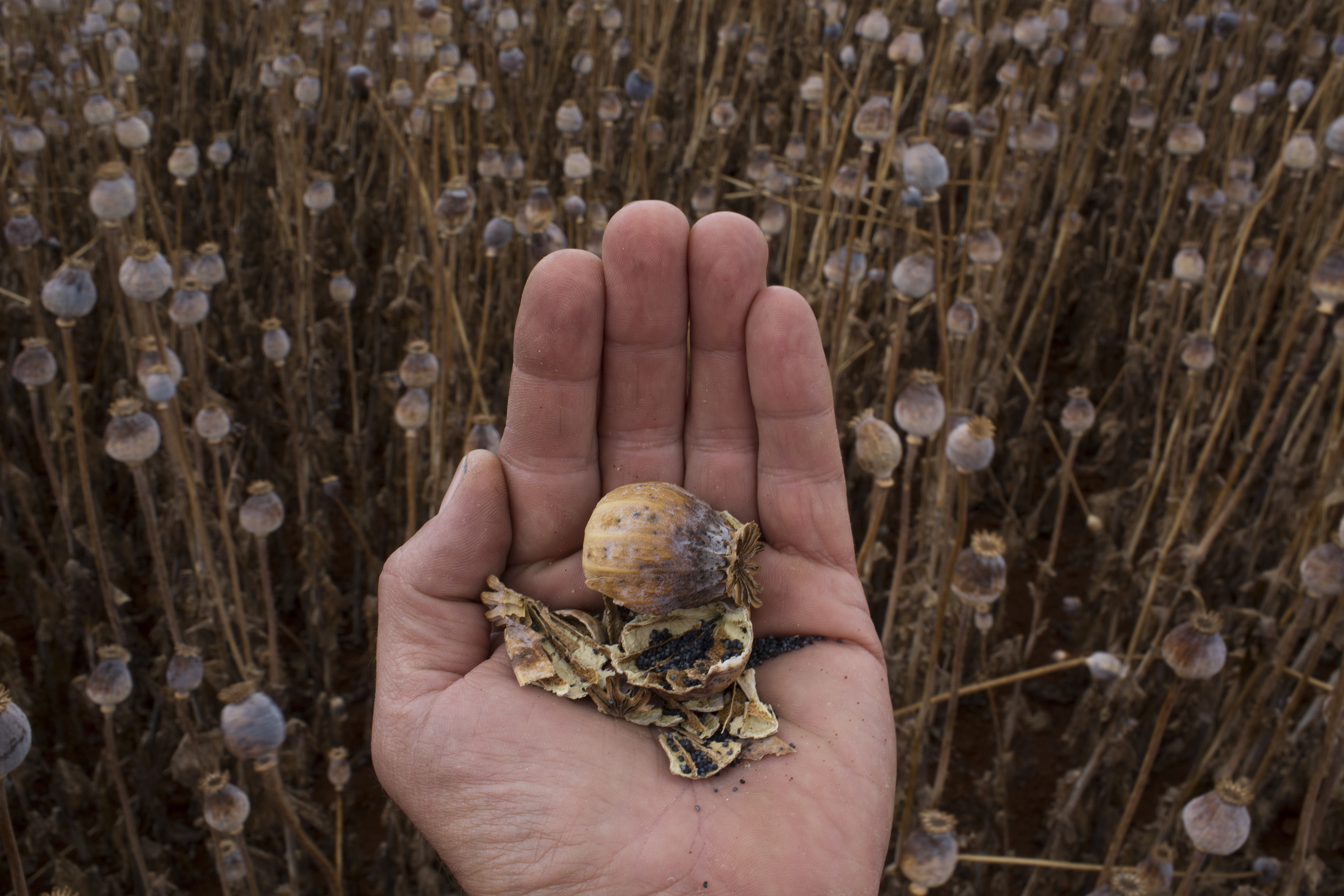 Dried poppy capsules contain opium alkaloids, which provide the raw material for manufacturing dozens of pharmaceutical drugs.