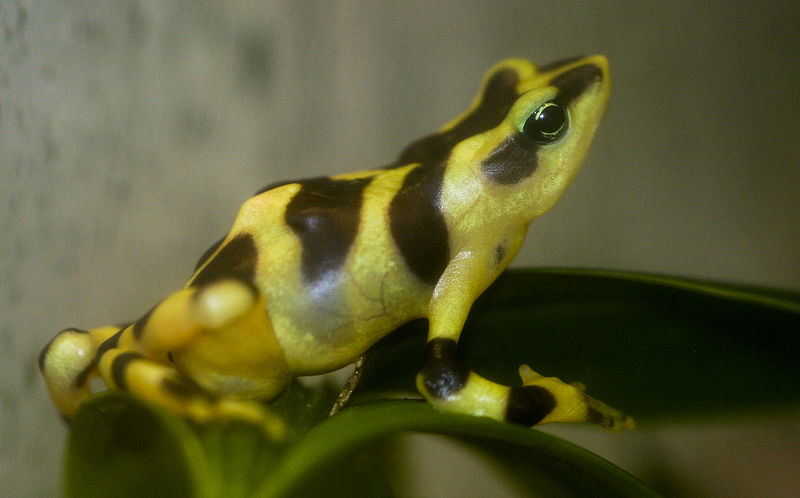 Atelopus varius a species of frog in Panama.