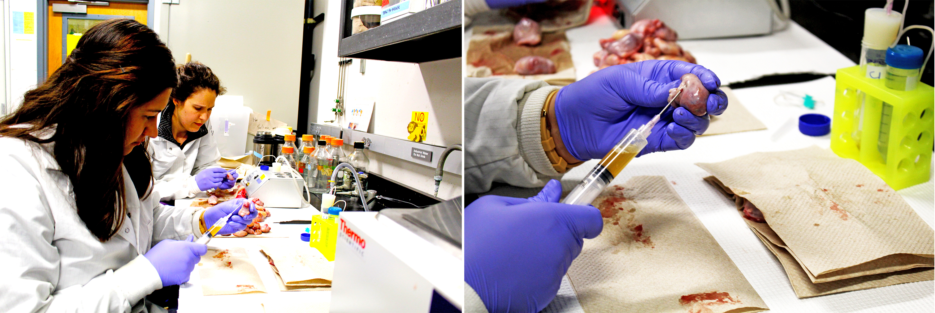 Van Eenennaam's newest doctoral student, 24-year-old Maci Mueller, extracts eggs from a cow ovary, which she will then place in reproductive hormones to kick-start ovulation so they can be fertilized the next day. The lab gets its ovaries from a slaughterhouse in Fresno, California, and its sperm from one particularly potent Holstein named Swordfish.