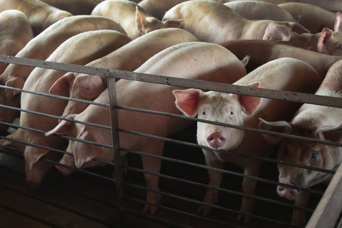 Hogs are raised on the farm of Ted Fox on July 25th, 2018, near Osage, Iowa.