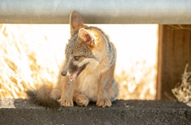 A young gray fox takes cover on the side of the road during 108-degree heat as the Carr fire rages on in California on July 27th, 2018. Wildlife Services killed 1,784 gray foxes that same year.