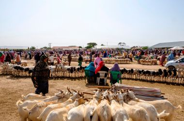 A general view of the livestock market in Hargeisa, Somaliland, on August 18th, 2018.