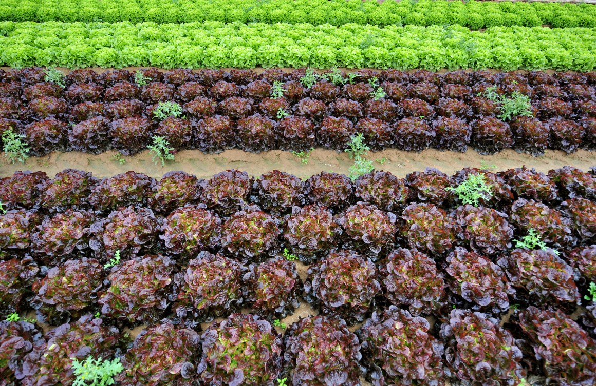 View taken of lettuces on August 5th, 2009, in a field near Douvres-la-Delivrande, outside Caen, northwestern France.