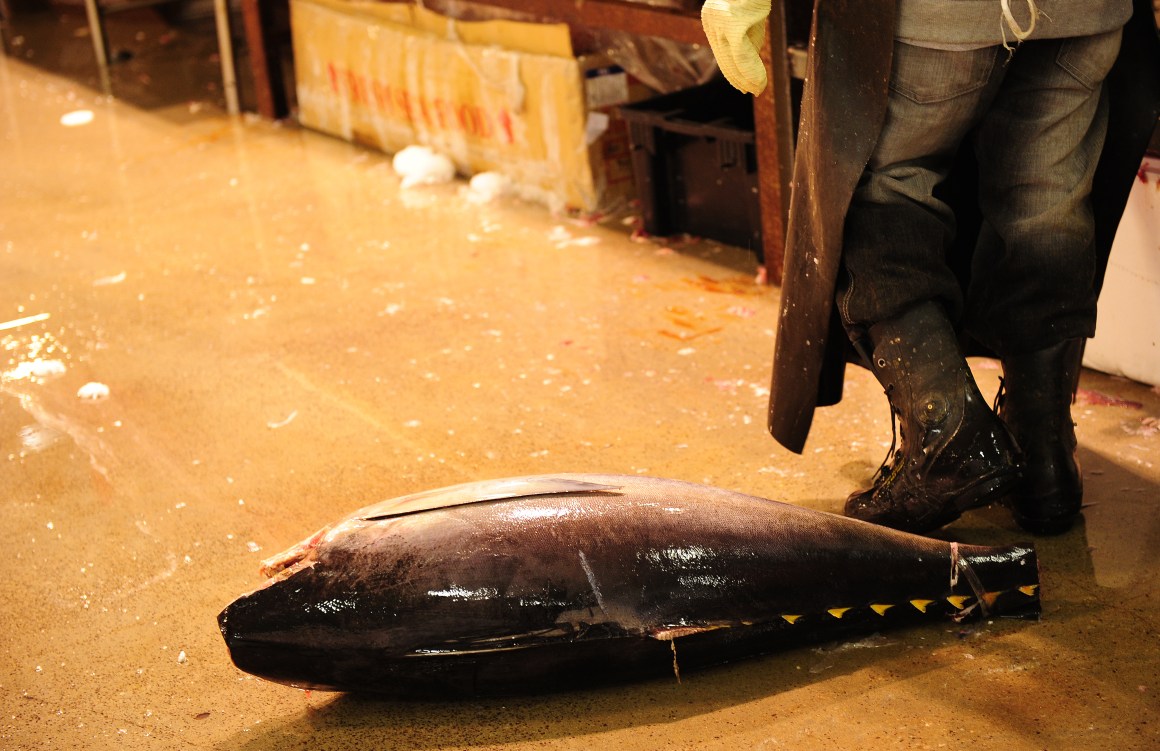 A tuna lies on the floor at New York's main wholesale fish market.