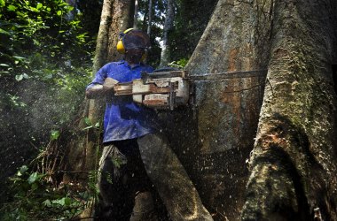 Sustainable logging in Cameroon.