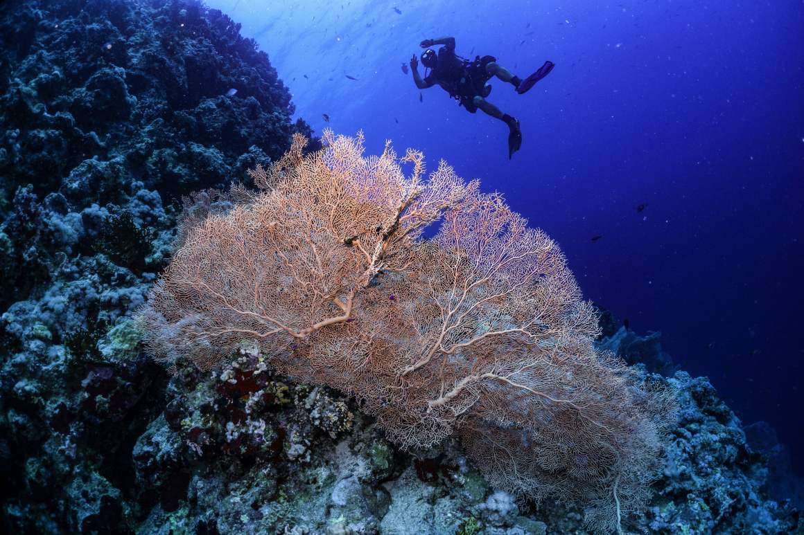 A Gorgonian sea fan on a coral reef.